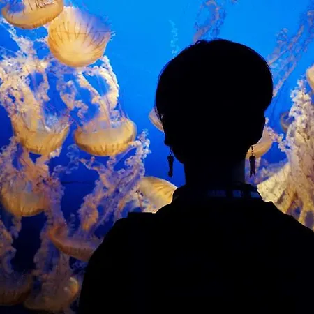 Og Saint Jean D Acre *