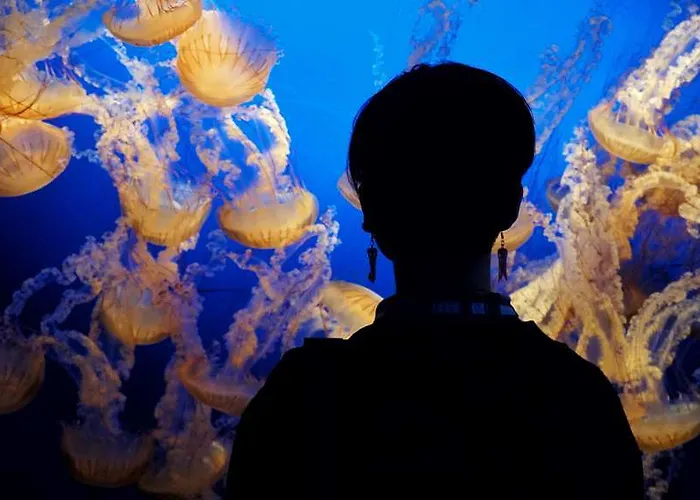 Og Saint Jean D Acre *